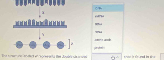 DNA
x
mRNA
ERNA
rRNA
Y
amino acids
Gly Arg z
protein
The structure labeled W represents the double stranded that is found in the