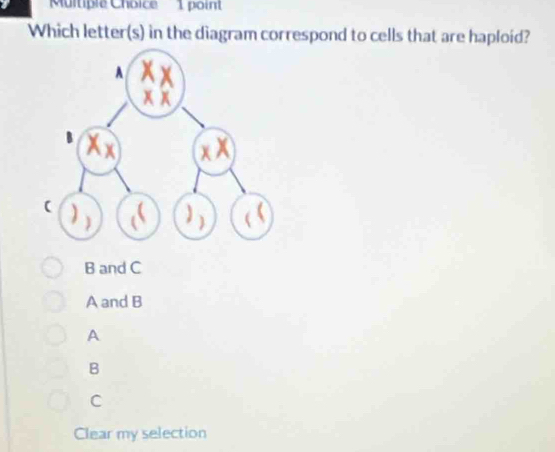 Which letter(s) in the diagram correspond to cells that are haploid?
B and C
A and B
A
B
C
Clear my selection