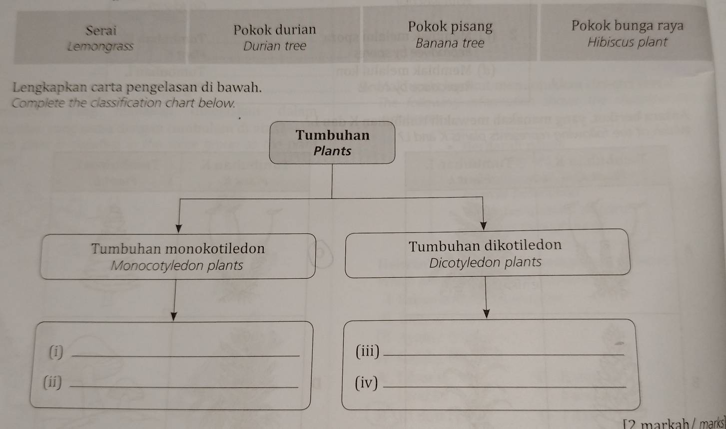 Serai Pokok durian Pokok pisang Pokok bunga raya 
Banana tree 
Lemongrass Durian tree Hibiscus plant 
Lengkapkan carta pengelasan di bawah. 
Complete the classification chart below. 
Tumbuhan 
Plants 
Tumbuhan monokotiledon Tumbuhan dikotiledon 
Monocotyledon plants Dicotyledon plants 
(i) _(iii)_ 
(ii) _(iv)_ 
[2 markaḥ / marks]