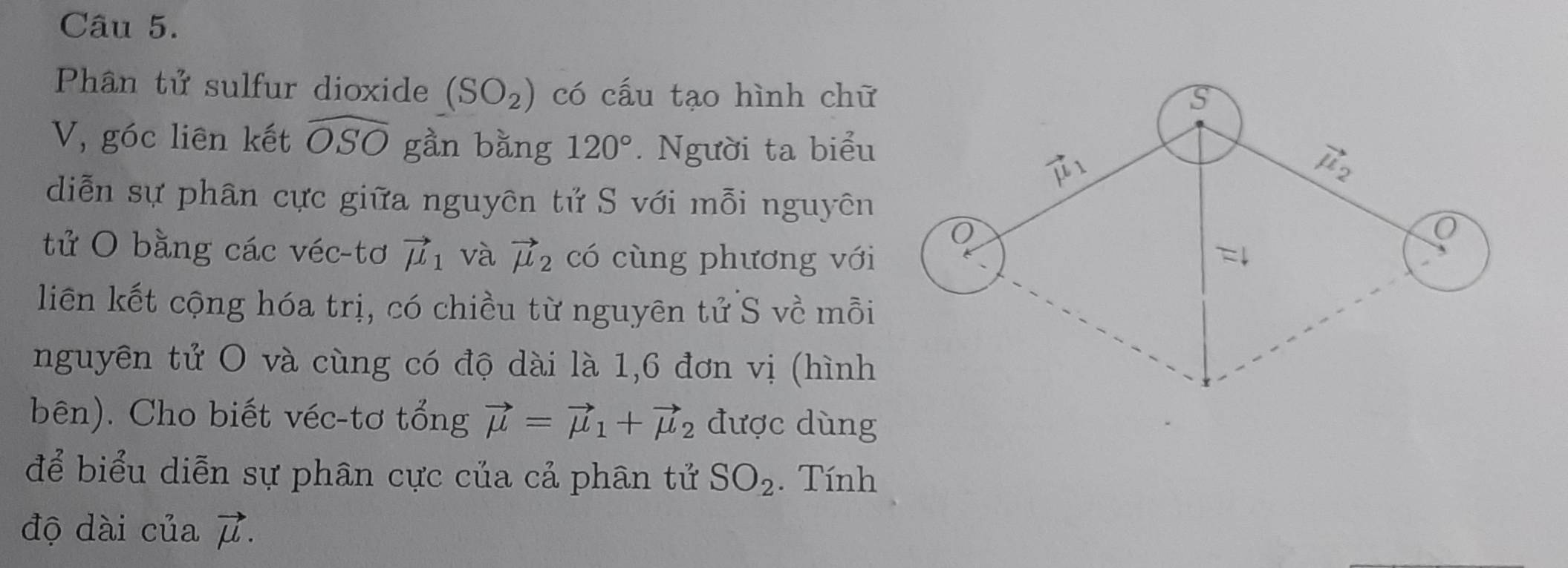 Phân tử sulfur dioxide (SO_2) có cấu tạo hình chữ
V, góc liên kết widehat OSO gần bằng 120°. Người ta biểu
diễn sự phân cực giữa nguyên tử S với mỗi nguyên
tử O bằng các véc-tơ vector mu _1 và vector mu _2 có cùng phương với
liên kết cộng hóa trị, có chiều từ nguyên tử S về mỗi
nguyên tử O và cùng có độ dài là 1,6 đơn vị (hình
bên). Cho biết véc-tơ tổng vector mu =vector mu _1+vector mu _2 được dùng
để biểu diễn sự phân cực của cả phân tử SO_2. Tính
độ dài của vector mu .