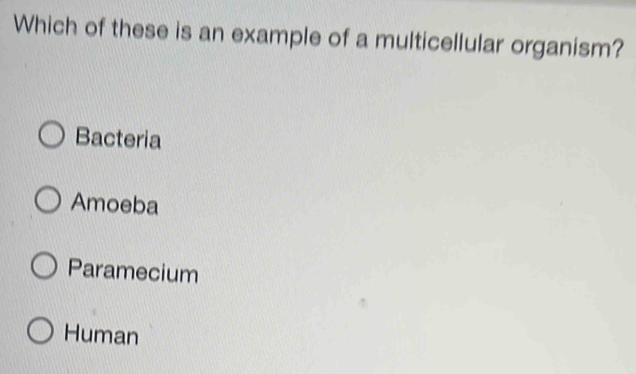 Which of these is an example of a multicellular organism?
Bacteria
Amoeba
Paramecium
Human