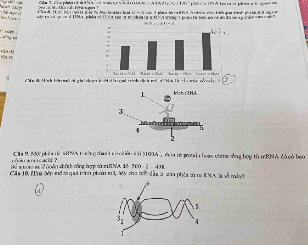 Ông đối ngó  Câu 7, Cho phân tử mRNA " có trình tự s= LAGUaACCATAAGCGTT 4
Hành Hiệp  bao nhiều liên kết Hydrogen ? 3" phân từ DNA tạo ra từ phiên mã ngược có
n hệ ngoại Câu 8. Hình bên mô tả tỉ lệ % Nucleotide loại U+A của 4 phân tử mRNA ở virus, cho biết quá trình phiên mã ngược
lên lược c
xây ra và tạo ra 4 DNA, phần tử DNA tạo ra từ phần từ mRNA trong 4 phân từ trên có nhiệt độ nóng chây cao nhất?
iệp 
c tổng tụ
Vn độ
Biến Bị 
Cầu 8. Hình bên mô tả giai đoạn khởi đầu quá trình dịch mã, tRNA là cầu trúc số mẫy ?_
Câu 9. Một phân tử mRNA trưởng thành có chiều dài 5100A^0 phân tử protein hoàn chinh tổng hợp từ mRNA đó có bao
nhiêu amino acid ?
Số amino acid hoàn chỉnh tổng hợp từ mRNA đó 500-2=498.
Câu 10. Hình bên mô tả quá trình phiên mã, hãy cho biết đầu 5' của phân tử m RNA là số mấy?