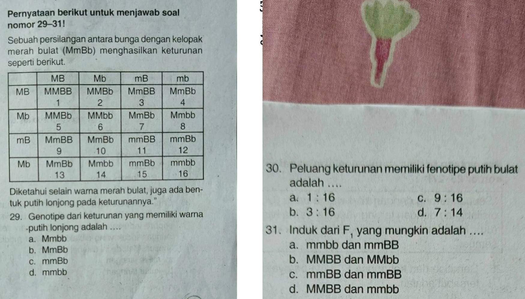 Pernyataan berikut untuk menjawab soal
nomor 29-31!
Sebuah persilangan antara bunga dengan kelopak
merah bulat (MmBb) menghasilkan keturunan
seperti berikut.
30. Peluang keturunan memiliki fenotipe putih bulat
adalah ....
Diketahui selain warna merah bulat, juga ada ben-
a. 1:16
tuk putih lonjong pada keturunannya.” C. 9:16
29. Genotipe dari keturunan yang memiliki warna
b. 3:16 d. 7:14
-putih lonjong adalah .... 31. Induk dari F_1 yang mungkin adalah ....
a. Mmbb
b、 MmBb
a. mmbb dan mmBB
c. mmBb b. MMBB dan MMbb
d. mmbb c. mmBB dan mmBB
d. MMBB dan mmbb