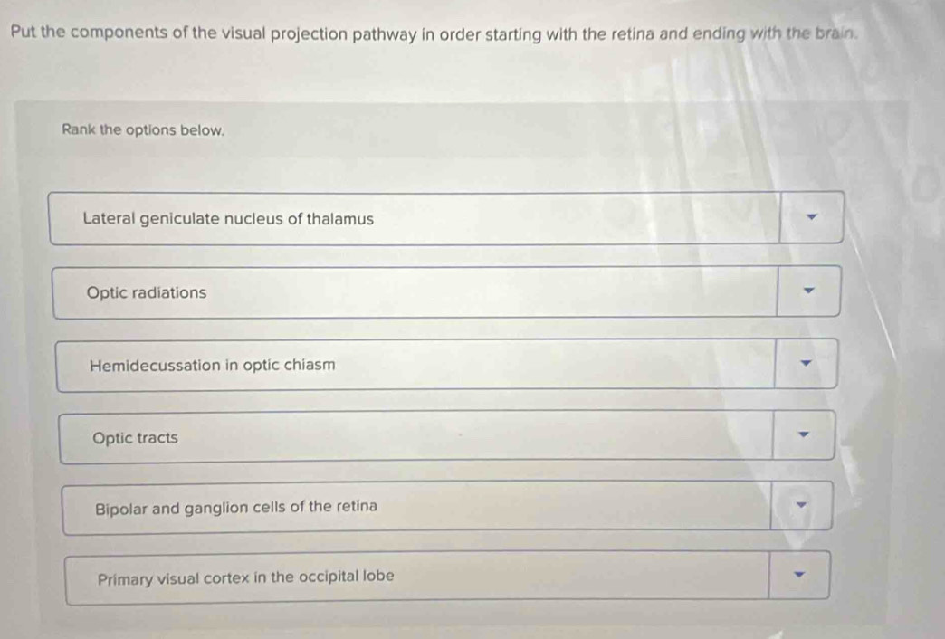 Solved: Put the components of the visual projection pathway in order ...