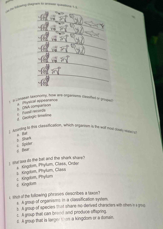 ( se the following diagram to answer questions 1-3.
_
_
_
_
_
_
t. In Linnaean taxonomy, how are organisms classified or grouped?
b. DNA comparison a. Physical appearance
c. Fossil records
d. Geologic timeline
2. According to this classification, which organism is the wolf most closely related to?
a. Bat
b. Shark
c. Spider
d. Bear
3. What taxa do the bat and the shark share?
a. Kingdom, Phylum, Class, Order
b. Kingdom, Phylum, Class
c. Kingdom, Phylum
d. Kingdom
4. Which of the following phrases describes a taxon?
a. A group of organisms in a classification system.
b. A group of species that share no derived characters with others in a group.
c. A group that can breed and produce offspring.
d. A group that is larger than a kingdom or a domain,
