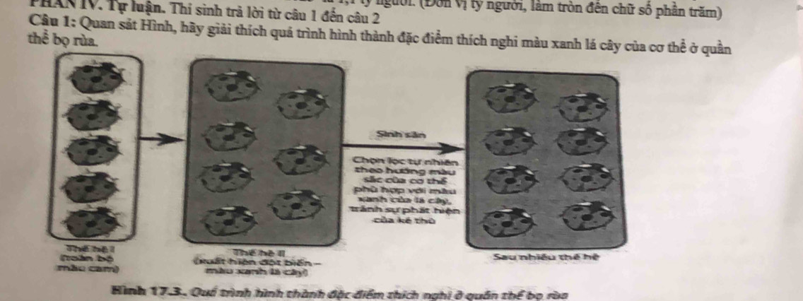 lý người. (Đôn Vị tỷ người, làm tròn đên chữ số phần trăm) 
PHANIV. Tự luận. Thí sinh trả lời từ câu 1 đến câu 2 
Cậu 1: Quan sát Hình, hãy giải thích quả trình hình thành đặc điểm thích nghi màu xanh lá cây của cơ thể ở quần 
thể bọ rùa. 
Sinh sản 
Chọn lọc tự nhiên 
theo hưáng màu 
sắc của cơ thể 
phù hợp với màu 
xanh của là cây, 
trành sự phát hiện 
của kế thủ 
Thể hể II 
Toàn bộ (xuất hiện đột biến - 
mão camê màu xanh là cây) 
Hình 17.3. Quố trình hình thành đặc điểm thích nghi ở quân thể bọ ròa