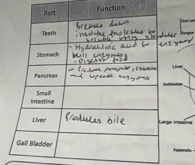 nction 
Intestine