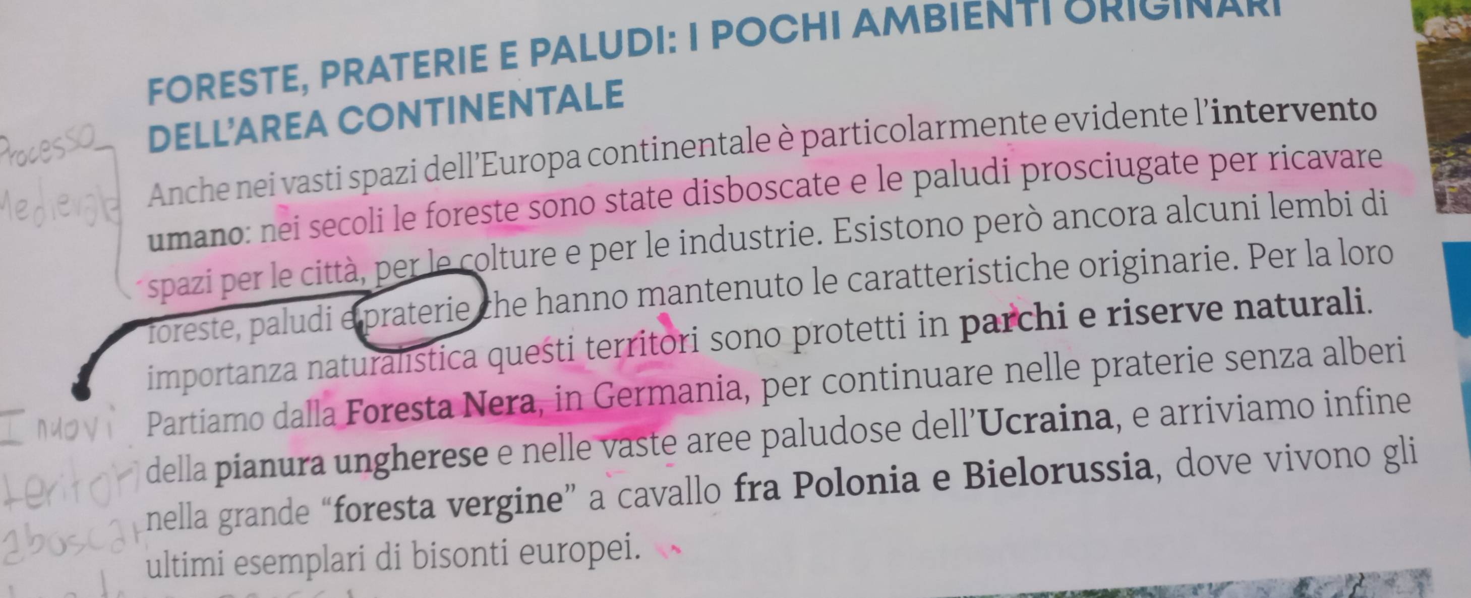 FORESTE, PRATERIE E PALUDI: I POCHI AMBIENTI ORIGINARI 
DELL'AREA CONTINENTALE 
Anche nei vasti spazi dell’Europa continentale è particolarmente evidente l'intervento 
umano: nei secoli le foreste sono state disboscate e le paludi prosciugate per ricavare 
e spazi per le città, per le colture e per le industrie. Esistono però ancora alcuni lembi di 
foreste, paludi e praterie che hanno mantenuto le caratteristiche originarie. Per la loro 
importanza naturalistica quešti territori sono protetti in parchi e riserve naturali. 
Partiamo dalla Foresta Nera, in Germania, per continuare nelle praterie senza alberi 
della pianura ungherese e nelle vaste aree paludose dell’Ucraina, e arriviamo infine 
nella grande “foresta vergine” a cavallo fra Polonia e Bielorussia, dove vivono gli 
ultimi esemplari di bisonti europei.