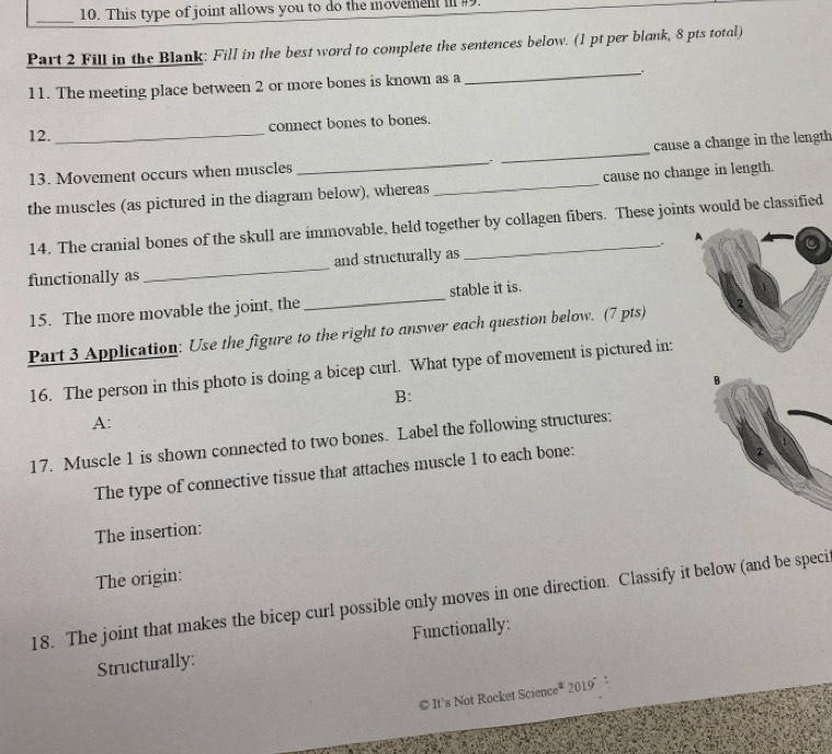 This type of joint allows you to do the movement i #9. 
Part 2 Fill in the Blank: Fill in the best word to complete the sentences below. (1 pt per blank, 8 pts total) 
11. The meeting place between 2 or more bones is known as a 
_ 
12. connect bones to bones. 
13. Movement occurs when muscles _. _cause a change in the length 
the muscles (as pictured in the diagram below), whereas _cause no change in length. 
14. The cranial bones of the skull are immovable, held together by collagen fibers. These joints would be classified 
functionally as _and structurally as _. 
15. The more movable the joint, the _stable it is. 
Part 3 Application: Use the figure to the right to answer each question below. (7 pts) 
16. The person in this photo is doing a bicep curl. What type of movement is pictured in: 
B: 
A: 
17. Muscle 1 is shown connected to two bones. Label the following structures: 
The type of connective tissue that attaches muscle 1 to each bone: 
The insertion: 
The origin: 
18. The joint that makes the bicep curl possible only moves in one direction. Classify it below (and be speci 
Structurally: Functionally: 
© It's Not Rocket Science* 2019°