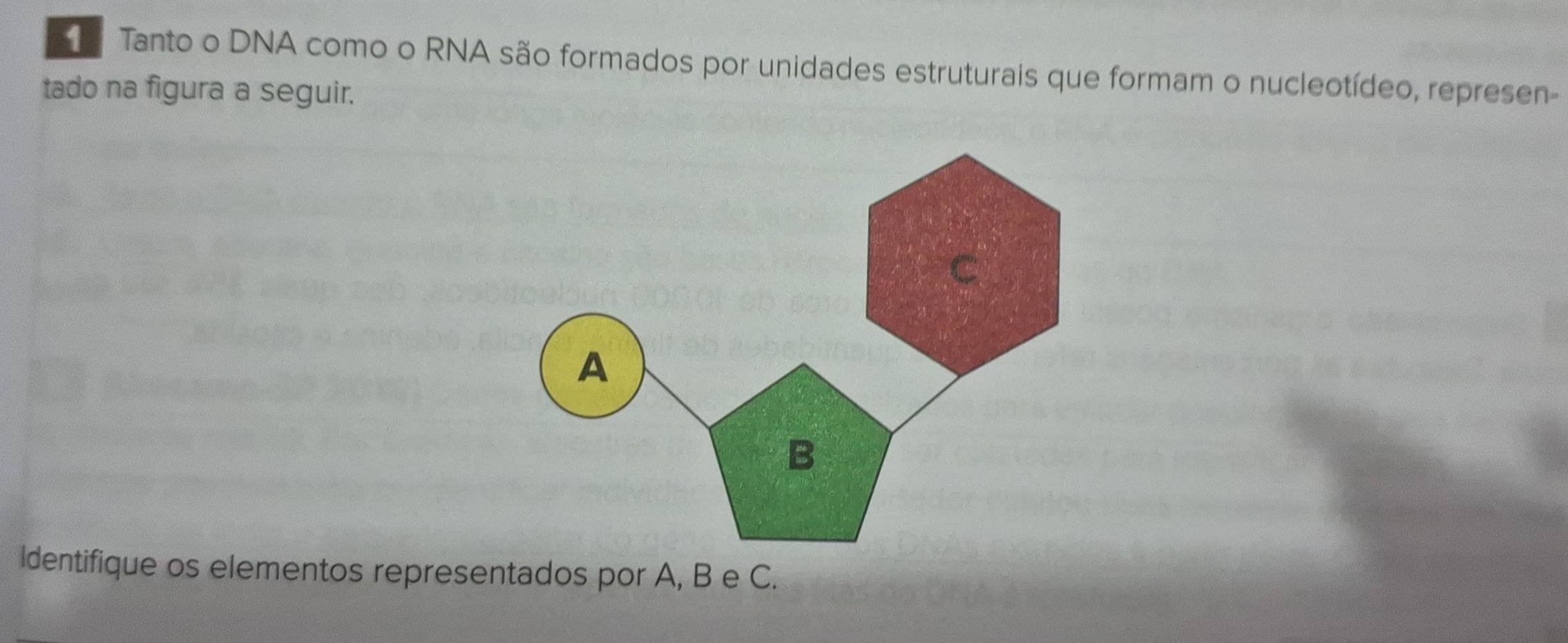 Tanto o DNA como o RNA são formados por unidades estruturais que formam o nucleotídeo, represen- 
tado na figura a seguir. 
Identifique os elementos representados por A, B e C.