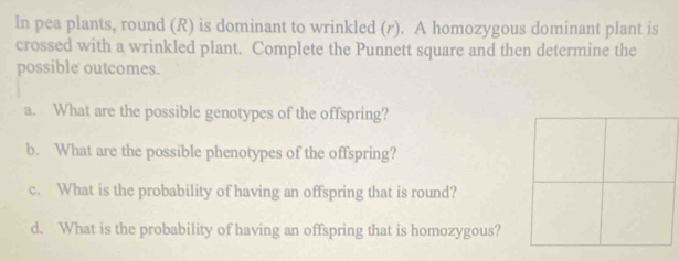 In pea plants, round (R) is dominant to wrinkled (r). A homozygous dominant plant is 
crossed with a wrinkled plant. Complete the Punnett square and then determine the 
possible outcomes. 
a. What are the possible genotypes of the offspring? 
b. What are the possible phenotypes of the offspring? 
c. What is the probability of having an offspring that is round? 
d. What is the probability of having an offspring that is homozygous?