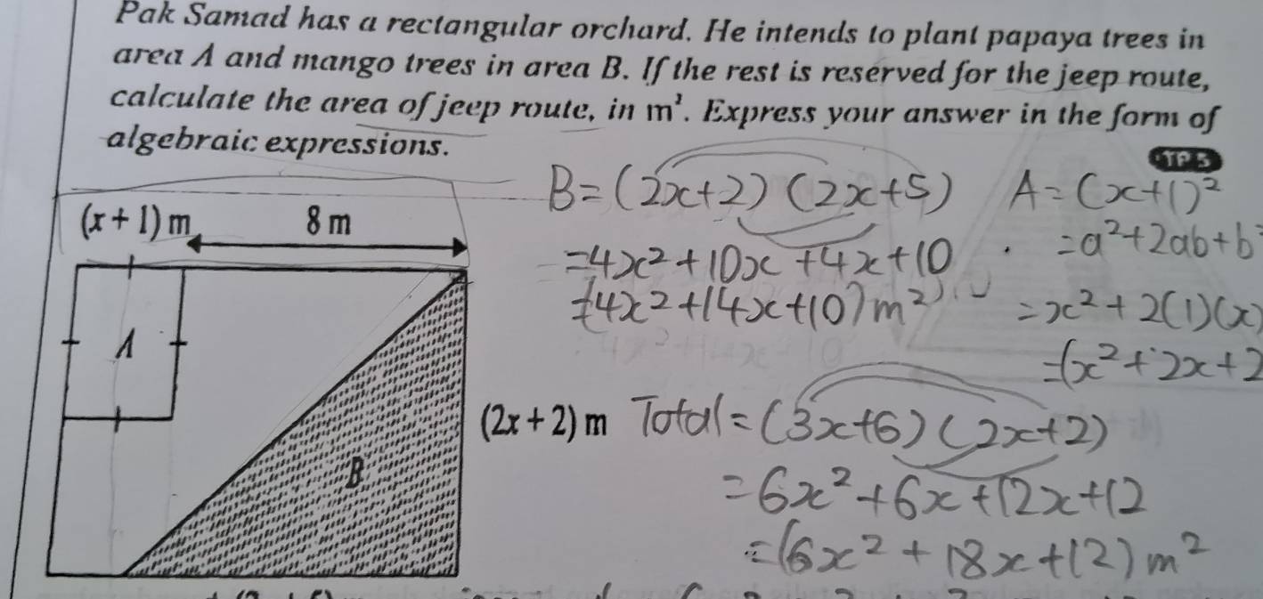 Pak Samad has a rectangular orchard. He intends to plant papaya trees in
area A and mango trees in area B. If the rest is reserved for the jeep route,
calculate the area of jeep route, in m^2. Express your answer in the form of
algebraic expressions. TP5
(2x+2)m