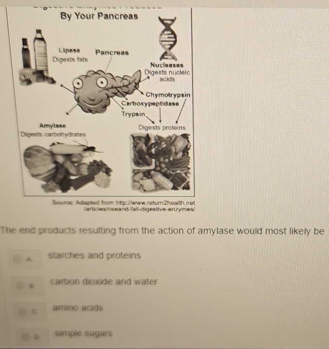 By Your Pancreas
Lipase Pancreas
Digests fats Nucleases
Digests nucleic
acids
Chymotrypsin
Carboxypeptidase
Trypsin
Amylase Digests proteins
Digests carbohydrates
Source: Adapted from http://www.return2health.net
/articles/riseand-fall-digestive-enzymes/
The end products resulting from the action of amylase would most likely be
A starches and proteins
B. carbon dioxide and water
C amino acids
D simple sugars