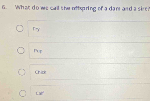 What do we call the offspring of a dam and a sire?
Fry
Pup
Chick
Calf