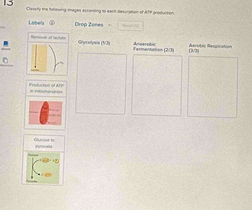 Classify the following images according to each description of ATP production
Labels Drop Zones Resat A5
Glycolysis (1/3) Anaerobic Aerobic Respiration
Fermentation (2/3) (3/3)
_
Production of ATP
in mitochondrion
Glucose to
pyruvate
2 ATP
Persnts