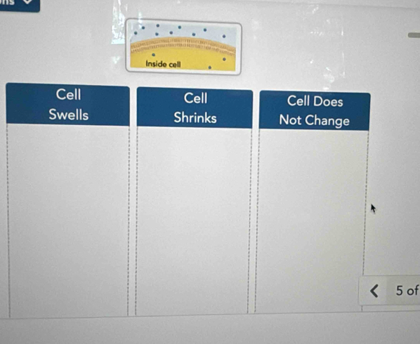 Inside cell 
of