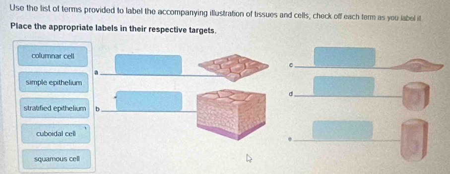 Use the list of terms provided to label the accompanying illustration of tissues and cells; check off each term as you label it
Place the appropriate labels in their respective targets.
columnar cell
a
simple epithelium
d.
stratified epithelium b
cuboidal cell
squamous cell