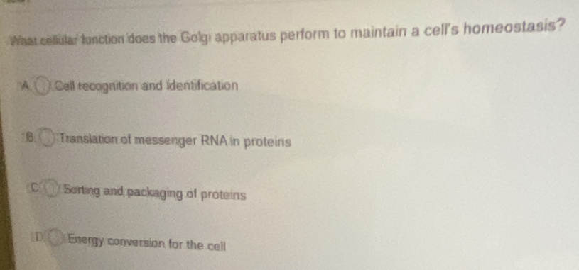 What cellular function does the Golgi apparatus perform to maintain a cell's homeostasis?
A Cell recognition and identification
B.③ Translation of messenger RNA in proteins
C Sorting and packaging of proteins
D Energy conversion for the cell