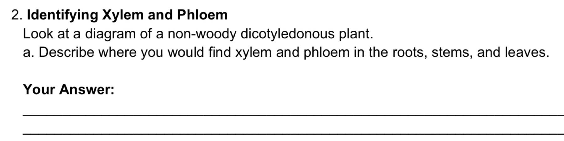 Identifying Xylem and Phloem 
Look at a diagram of a non-woody dicotyledonous plant. 
a. Describe where you would find xylem and phloem in the roots, stems, and leaves. 
Your Answer: 
_ 
_