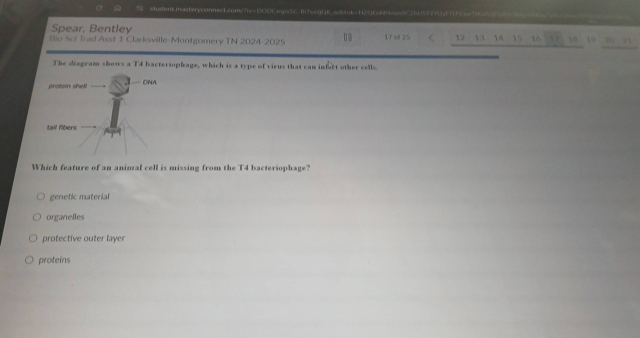 student.masteryconnect.com/7iv=DODCmjrxSC-Bi7onljQK_w&tok=HZQEnNHmm8CZhU5TYYUyf1EfZaw7tw5)Do8hApnbC5
Spear, Bentley 17 of 25
[] [] 12 13 14
Bio Sci Trad Asst 1 Clarksville-Montgomery TN 2024-2025 15 16 17 10 19 20 21
The diagram shows a T4 bacteriophage, which is a type of virus that can infect other cells.
Which feature of an animal cell is missing from the T4 bacteriophage?
genetic material
organelles
protective outer layer
proteins