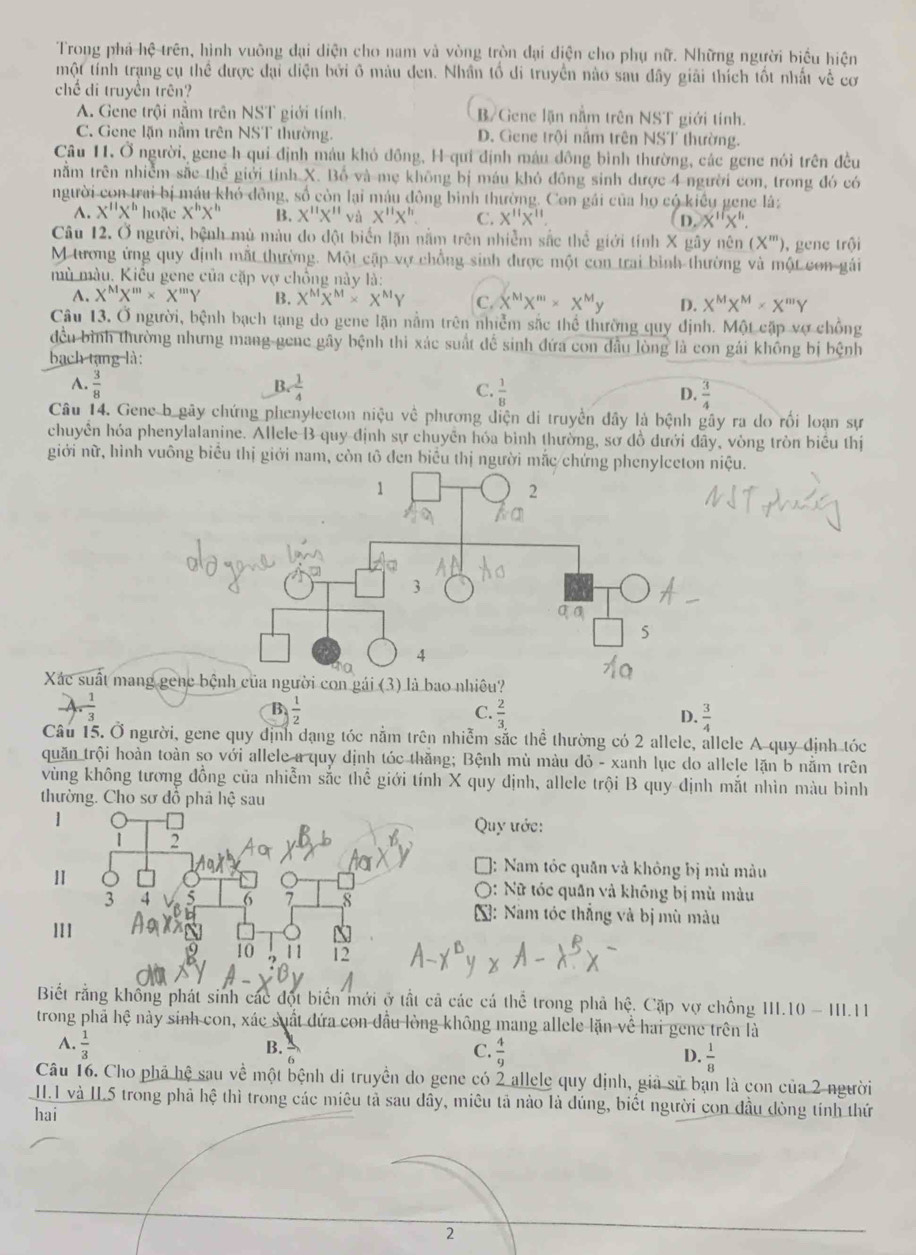 Trong phá hệ trên, hình vuông đại diện cho nam và vòng tròn đại diện cho phụ nữ. Những người biểu hiện
một tính trạng cụ thể được đại diện bởi ô màu đen. Nhân tổ di truyền nào sau dây giải thích tốt nhất về cơ
chế di truyền trên?
A. Gene trội nằm trên NST giới tính. B/Gene lận nằm trên NST giới tính.
C. Gene lặn nằm trên NST thường. D. Gene trội nằm trên NST thường.
Câu 11. Ở người, gene h qui định máu khỏ đồng, H-qui định máu đông bình thường, các gene nói trên đều
nằm trên nhiễm sắc thể giới tỉnh X. Bồ và mẹ không bị máu khỏ đồng sinh dược 4 người con, trong đó có
người con trai bị máu khó đông, số còn lại máu đông bình thường. Con gái của họ có kiều gene lá
A. X''X'' hoặc X''X'' B. X''X'' và X''X'' C. X''X''. D. X''X''.
Câu 12. Ở người, bệnh mù màu đo đột biển lặn nằm trên nhiễm sắc thể giới tính X gây nên (X^m) ), gene trội
M tương ứng quy định mất thường. Một cặp vợ chồng sinh được một con trai bình thường và một con gái
mù màu. Kiêu gene của cặp vợ chồng này là:
A. X^MX^m* X'''Y B. X^MX^M* X^MY C. X^MX^m* X^My D. X^MX^M* X^mY
Câu 13. Ở người, bệnh bạch tạng do gene lặn nằm trên nhiễm sắc thể thường quy định. Một cặp vợ chồng
đều bình thường nhưng mang gene gây bệnh thì xác suất để sinh đứa con đầu lòng là con gái không bị bệnh
bạch tạng là:
A.  3/8  B.  1/4   1/8  D.  3/4 
C.
Câu 14. Gene b gãy chứng phenylecton niệu về phương diện di truyền đây là bệnh gây ra do rối loạn sự
chuyển hóa phenylalanine. Allele B quy định sự chuyển hóa bình thường, sơ đồ đưới đây, vòng tròn biểu thị
giới nữ, hình vuông biểu thị giới nam, còn tô đen biểu thị người mắc chứng piệu.
Xác suất mang gene
 1/3 
B  1/2 
C.  2/3   3/4 
D.
Câu 15. Ở người, gene quy định dạng tóc nằm trên nhiễm sắc thể thường có 2 allele, allele A quy định tóc
quăn trội hoàn toàn so với allele a quy định tóc thăng; Bệnh mù màu đỏ - xanh lục do allele lặn b nằm trên
vùng không tương đồng của nhiễm sắc thể giới tính X quy định, allele trội B quy định mắt nhìn màu bình
thường. Cho sơ đồ phả hệ sau
1 Quy ước:
]:  Nam tóc quân và không bị mù màu
O: Nữ tóc quân và không bị mù màu
X: Nam tóc thắng và bị mù màu
II
Biết rằng không phát sinh các đột biển mới ở tất cả các cá thể trong phả hệ. Cặp vợ chồng 111.10-111.1
trong phả hệ này sinh con, xác suất đứa con đầu lòng không mang allele lặn về hai gene trên là
A.  1/3 
B.
C.  4/9 
D.  1/8 
Câu 16. Cho phá hệ sau về một bệnh di truyền do gene có 2 allele quy dịnh, giả sử bạn là con của 2 người
II.I và II.5 trong phả hệ thì trong các miêu tả sau dây, miêu tả nào là dúng, biết người con đầu đòng tính thứ
hai
2