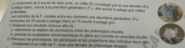 Le croisement de 2 souris de race pure, un mâle (S_1) à pelage gris et une femelle (S_2)
à pelage blanc, donne à la première génération (F_1) des souris à pelage gris mâles 
et femelles . 
Les individus de la F_1 croisés entre eux donnent une deuxième génération (F_2)
composée de 25 souris à pelage blanc et 74 souris à pelage gris. 
1) Analysez les résultats obtenus afin de : 
a- déterminer la relation de dominance entre les phénotypes étudiés. 
b- préciser la localisation chromosomique du gène qui contrôle le caractère étudié. 
2) Prévoyez les phénotypes, les génotypes et les proportions des individus issus du 
Croisement d'un mâle de F_1 avec une femelle de phénotype récessif.