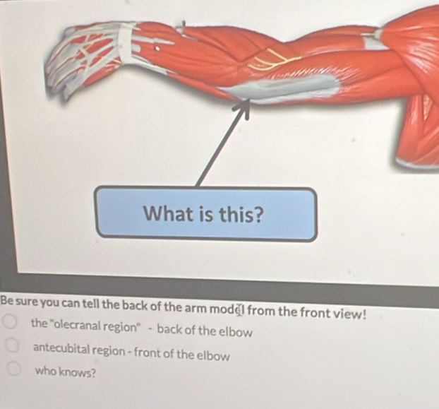 What is this?
Be sure you can tell the back of the arm modgI from the front view!
the 'olecranal region' - back of the elbow
antecubital region - front of the elbow
who knows?