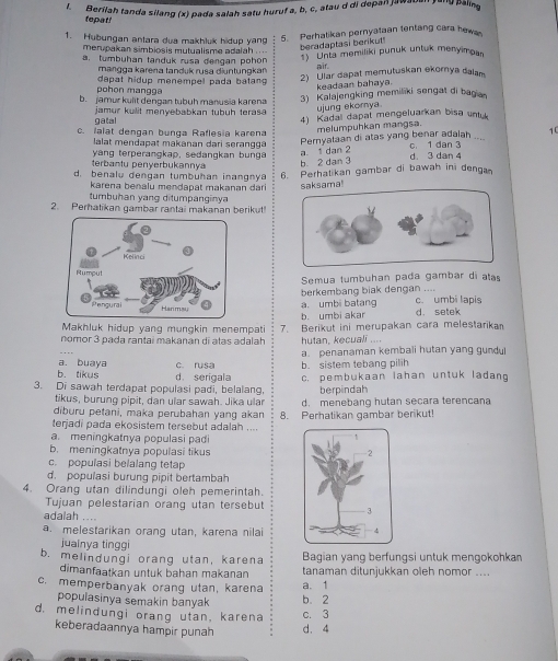 Berilah tanda silang (x) pada salah satu huruf a, b, c, atau d di depan jawaban yang paling
tepat!
1. Huðungan antara dua makhluk hidup yang
5. Perhatikan pernyataan tentang cara hewa
merupakan simbiosis mutualisme adalah .
beradaptasi berikut )  Unta memiliki punuk untuk menyimoa
a tumbuhan tanduk rusa dengan pohon
mangga karena tanduk rusa diuntungkan
aïf.
pohon mangga dapat hidup menempel pada batang 2) Ular dapat memutuskan ekornya dalam
keadaan bahaya.
ba  jamur kulit dēnɡan tubuh manusia karena 3) Kalajengking memiliki sengat di bagia
gatal jamur kulit menyebabkan tubuh teras 
ujung ekomya
c. lalat dengan bunga Raflesia karena 4) Kadal dapat mengeluarkan bisa untuk
melumpuhkan mangsa.
lalat mendapat makanan dari serangga
Peryalaan di atas yang benar adalah .... 10
yang terperangkap, sedangkan bunga d 3 dan 4
terbantu penyerbukannya b. 2 dan 3 a 1 dan 2 c 1 dan 3
d. benalu dengan tumbuhan inangnya 6. Perhatikan gambar di bawah ini denga
karena benalu mendapat makanan dari
saksama!
tumbuhan yang ditumpanginya
2. Perhatikan gambar rantai makanan berikut!
Semua tumbuhan pada gambar di atas
berkembang biak dengan ....
a. umbi batang c. umbi lapis
Makhluk hidup yang mungkin menempati b. umbi akar d. setek
nomor 3 pada rantaí makanan di alas adalah 7. Berikut ini merupakan cara melestarika
hutan, kecuali ....
a. penanaman kembali hutan yang gundu
a. buaya
b. tikus d serigala c. rusa b. sistem tebang pilih
3. Di sawah terdapat populasi padi, belalang, c. pembukaan lahan untuk ladang
tikus, burung pipit, dan ular sawah. Jika ular berpindah
diburu petani, maka perubahan yang akan d. menebang hutan secara terencana
terjadi pada ekosistem tersebut adalah .... 8. Perhatikan gambar berikut!. meningkatnya populasi padi
b. meningkatnya populasi tikus 
c. populasi belalang teta
d. populasi burung pipit bertambah
4. Orang utan dilindungi oleh pemerintah.
Tujuan pelestarian orang utan tersebut
adalah ...
a. melestarikan orang utan, karena nilai
jualnya tinggi
b. melindungi orang utan, karena Bagian yang berfungsi untuk mengokohkan
dimanfaatkan untuk bahan makanan tanaman ditunjukkan oleh nomor ....
c. memperbanyak orang utan, karena a. 1
populasinya semakin banyak b. 2
d. melindungi orang utan, karena c. 3
keberadaannya hampir punah d. 4