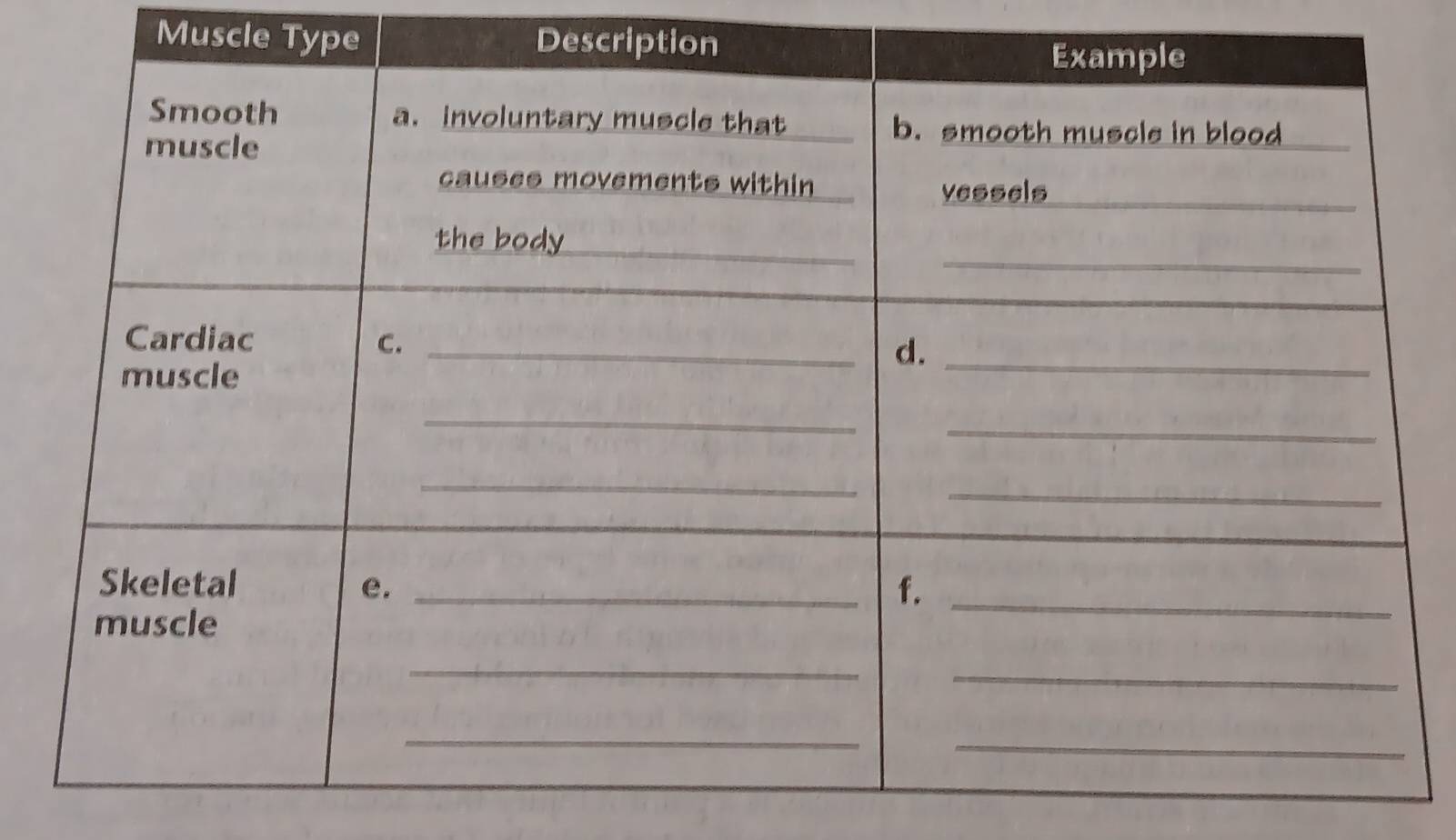 Muscle Type Descripti