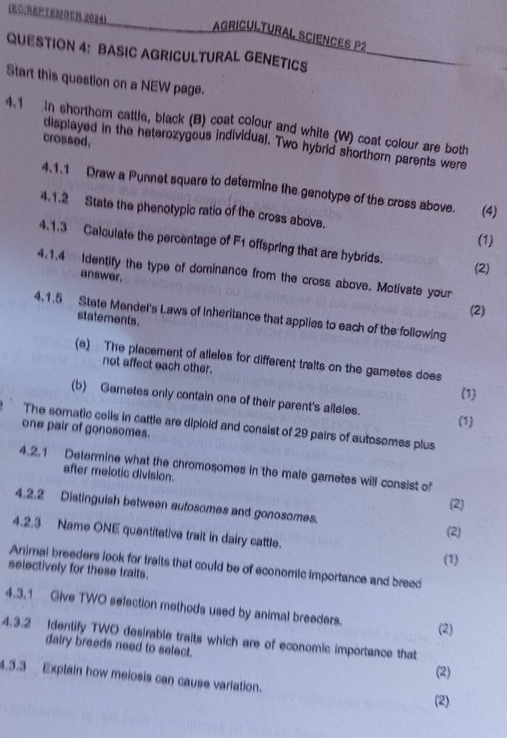 (EC:reptember 2024) 
AGRICULTURAL SCIENCES P2 
QUESTION 4: BASIC AGRICULTURAL GENETICS 
Start this question on a NEW page. 
4.1 In shorthern cattle, black (B) coat colour and white (W) coat colour are both 
crossed. 
displayed in the heterozygous individual. Two hybrid shorthorn parents were 
4.1.1 Draw a Punnet square to determine the genotype of the cross above. (4) 
4.1.2 State the phenotypic ratio of the cross above. 
(1) 
4.1.3 Calculate the percentage of F1 offspring that are hybrids. 
(2) 
4.1.4 Identify the type of dominance from the cross above. Motivate your 
answer. 
(2) 
4.1.5 State Mendel's Laws of Inheritance that applies to each of the following 
statements. 
(a) The placement of alleles for different tralts on the gametes does 
not affect each other. (1) 
(b) Gametes only contain one of their parent's alleles. 
(1) 
The somatic cells in cattle are diploid and consist of 29 pairs of autosomes plus 
one pair of gonosomes. 
4.2.1 Determine what the chromosomes in the male gametes will consist of 
after melotic division. 
(2) 
4.2.2 Distinguish between autosomes and gonosomes. 
(2) 
4.2.3 Name ONE quentitative trait in dairy cattle. 
(1) 
Animal breeders look for traits that could be of economic importance and breed 
selectively for these traits. 
4.3.1 Give TWO selection methods used by animal breeders. 
(2) 
4.3.2 Identify TWO desirable traits which are of economic importance that 
dairy breeds need to select. 
(2) 
4.3.3 Explain how meiosis can cause variation. 
(2)