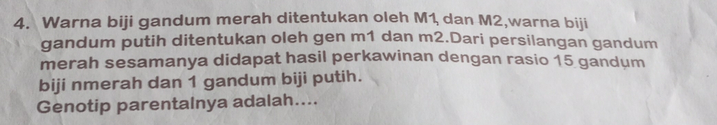 Warna biji gandum merah ditentukan oleh M1 dan M2,warna biji 
gandum putih ditentukan oleh gen m1 dan m2.Dari persilangan gandum 
merah sesamanya didapat hasil perkawinan dengan rasio 15 gandum 
biji nmerah dan 1 gandum biji putih. 
Genotip parentalnya adalah....