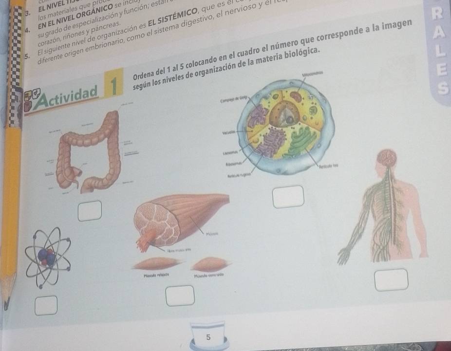 EL NIVEL 113 los materíales que prou 
4 EN EL NIVEL ORGÁNICO se ínclu 
su grado de especialización y función; estal 
S El siguiente nível de organización es EL SISTÉMICO, que es el 
1 
liferente origen embrionario, como el sistema digestivo, el nervioso y el l 
corazón, riñones y páncreas. 
Ordena del 1 al 5 colocando en el cuadro el número que corresponde a la imagen R 
Actividad 1 según los niveles de organ de la materia biológica. 
5 
5