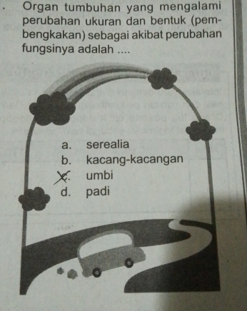 Organ tumbuhan yang mengalami 
perubahan ukuran dan bentuk (pem- 
bengkakan) sebagai akibat perubahan 
fungsinya adalah ....