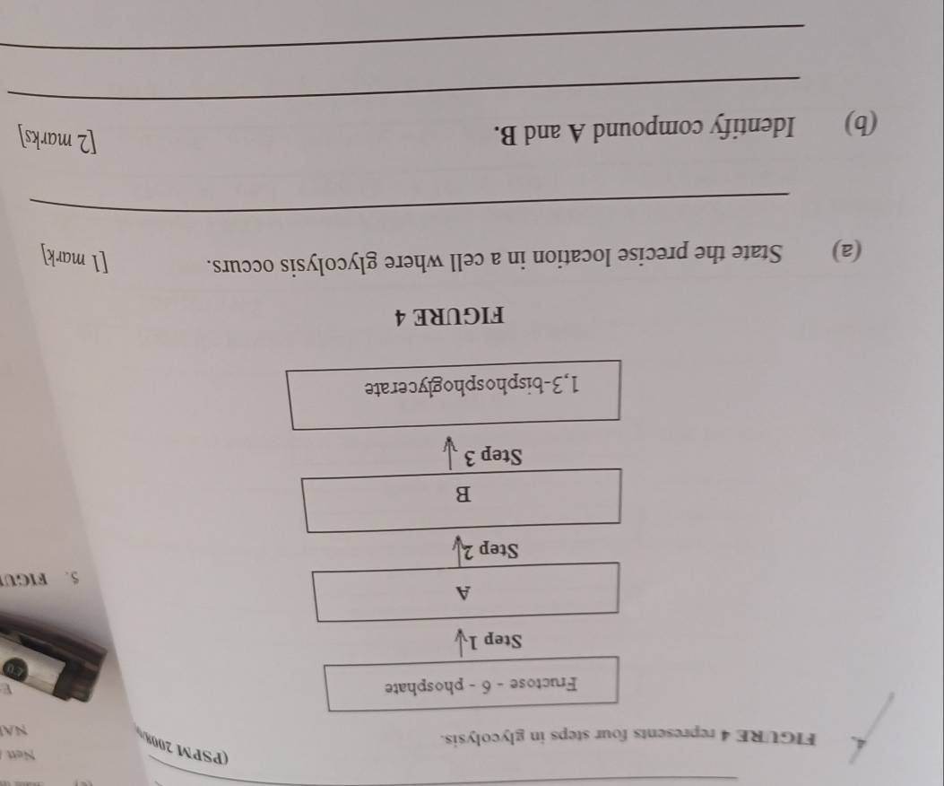 Nett 
(PSPM 2008 
4. FIGURE 4 represents four steps in glycolysis. 
NA 
Fructose - 6 - phosphate 
Step 1
A 
5. FIGU 
Step 2
B 
Step 3
1,3 -bisphosphoglycerate 
FIGURE 4 
(a) State the precise location in a cell where glycolysis occurs. 
[l mark] 
_ 
(b) Identify compound A and B. 
[2 marks] 
_ 
_