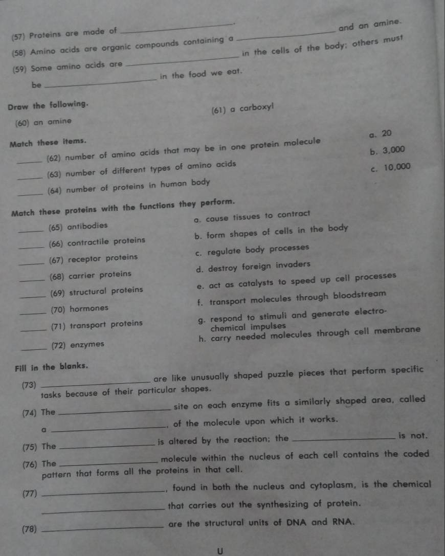 and an amine.
(57) Proteins are made of
in the cells of the body; others must
(58) Amino acids are organic compounds containing a
_
(59) Some amino acids are
_
be _in the food we eat.
Draw the following.
(61) a carboxyl
(60) an amine
Match these items.
(62) number of amino acids that may be in one protein molecule a、 20
_(63) number of different types of amino acids b. 3,000
_(64) number of proteins in human body c. 10,000
Match these proteins with the functions they perform.
_(65) antibodies a. cause tissues to contract
(66) contractile proteins b. form shapes of cells in the body
_(67) receptor proteins c. regulate body processes
_(68) carrier proteins d. destroy foreign invaders
_(69) structural proteins e. act as catalysts to speed up cell processes
(70) hormones f. transport molecules through bloodstream
_(71) transport proteins g. respond to stimuli and generate electro-
chemical impulses
__(72) enzymes h. carry needed molecules through cell membrane
Fill in the blanks.
(73) _are like unusually shaped puzzle pieces that perform specific
tasks because of their particular shapes.
(74) The _site on each enzyme fits a similarly shaped area, called
, of the molecule upon which it works.
a
_
(75) The _is altered by the reaction; the_
is not.
(76) The _molecule within the nucleus of each cell contains the coded 
pattern that forms all the proteins in that cell.
(77) _, found in both the nucleus and cytoplasm, is the chemical
_
that carries out the synthesizing of protein.
(78) _are the structural units of DNA and RNA.
U