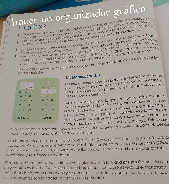 hacer un organizador gráfico
1. GLÚCIDOS
Como ya hemos visto en la primera unidad, las biomoléculas orgánicas son aquellas moléc,
las que forman parte de los seres vivos y están constituidas por un esqueleto de carbono. Esta
son los glúcidos, lípidos, proteínas y ácidos nucleicos. A continuación, vamos a ver las carad
terísticas, clasificación, propiedades y funciones biológicas de cada uno de ellos,
Los glúcidos son biomoléculas orgánicas formadas por carbono, oxígeno e hidrógero
Constituyen un grupo de sustancias muy extenso y variado y en algunas ocasiones los cono
cemos como hidratos de carbono o, simplemente, azúcares. Químicamente son polih
droxialdehídos o polihidroxicetonas (un grupo aldehído o un grupo cetona y numeroso
grupos hidroxilo) o bien compuestos formados por la unión de moléculas de este tipo
Solemos distinguir tres grandes grupos de glúcidos: los monosacáridos, los oligosacáridos y
los polisacáridos.
1.1. Monosacáridos
Los monosacáridos son los glúcidos más sencillos, formados
por una cadena de entre tres y siete átomos de carbon
Según este número, los clasificamos en triosas, tetrosas, per
tosas, hexosas o heptosas.
Los monosacáridos, por lo general, son solubles en agua,
blancos y de sabor dulce. Son las sustancias que utiliza la cé
Ilula para obtener energía. Cuando ocurre una reacción quí-
mica, se produce la ruptura de unos enlaces y la formación
de enlaces nuevos. Si los enlaces que se rompen tienen más
energía que los que se forman, se libera energía. Esto ocurre
cuando los monosacáridos reaccionan con el oxígeno, generan moléculas con enlaces de
menor energía y, por lo tanto, producen energía.
Los monosacáridos poseen una fórmula química (CH_2O) : sustituimos n por el número de
carbonos. Por ejemplo, una hexosa tiene seis átomos de carbono; su fórmula será (CH_2O
o lo que es lo mismo C_6H_12O_6 , ya que contienen seis átomos de carbono, doce átomos d
hidrógeno y seis átomos de oxígeno.
El monosacárido más representativo es la glucosa. Está formada por seis átomos de carb
no y es utilizada como fuente de energía básica por muchos seres vivos. Es el monosacária
más abundante en la naturaleza y se encuentra en la fruta y en la miel. Otros monosac
dos importantes son la ribosa, la fructosa o la galactosa.