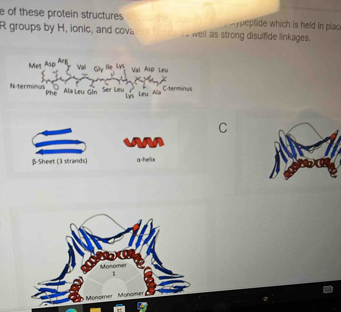 of these protein structures sho eypeptide which is held in plac 
R groups by H, ionic, and covalent bonds as well as strong disulfide linkages. 
Arg 
Met Asp Val Gly Ile Lys Val Asp Leu 
N-terminus Ala Leu Gln Ser Leu C-terminus 
Phe 
Lýs Leu Ala 
C 
β-Sheet (3 strands) a-helix