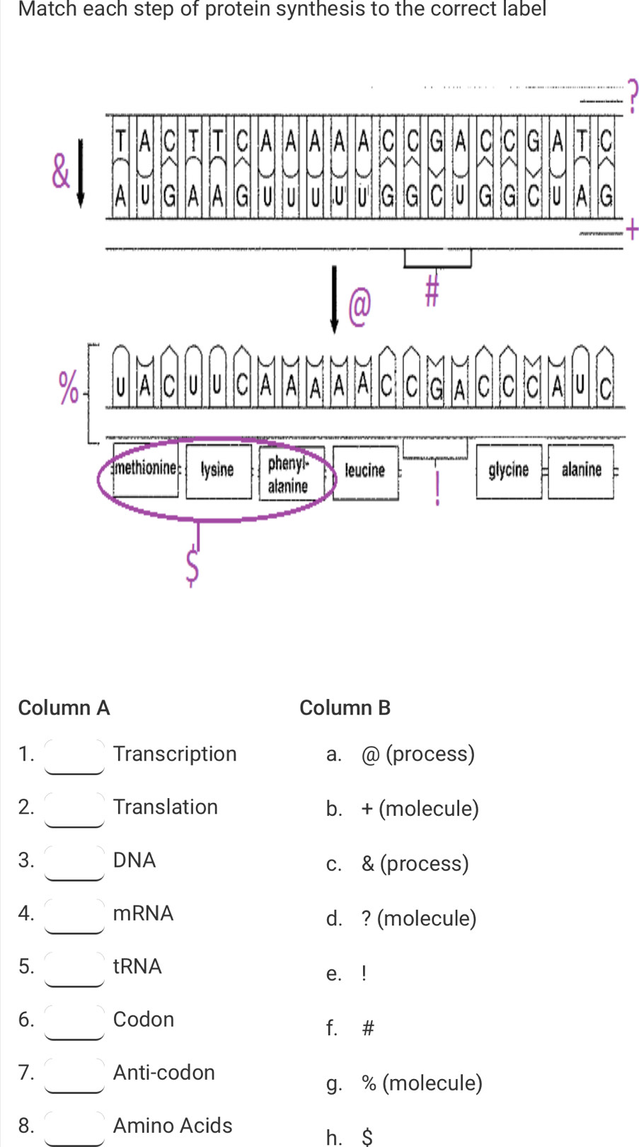 Match each step of protein synthesis to the correct label

% A C U IU C A A A A A C C G A C C C A U C

Imethionine: lysine pheny!- leucine glycine alanine :
alanine
Column A Column B
1. Transcription a. @ (process)
2. Translation b. + (molecule)
3. DNA c. & (process)
4. mRNA d. ? (molecule)
5. tRNA
e. !
6. Codon
f. #
7. Anti-codon
g. % (molecule)
8. Amino Acids
h. $