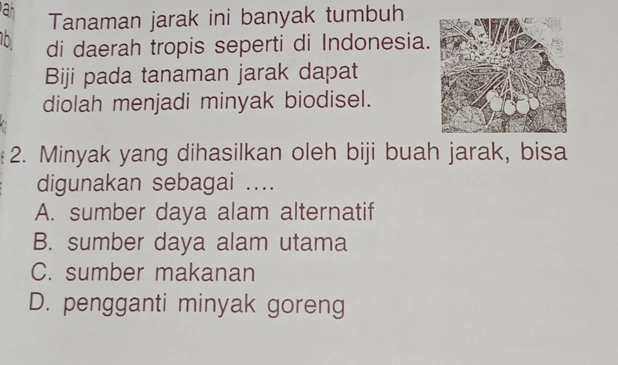 at
Tanaman jarak ini banyak tumbuh
16
di daerah tropis seperti di Indonesia.
Biji pada tanaman jarak dapat
diolah menjadi minyak biodisel.
2. Minyak yang dihasilkan oleh biji buah jarak, bisa
digunakan sebagai ....
A. sumber daya alam alternatif
B. sumber daya alam utama
C. sumber makanan
D. pengganti minyak goreng