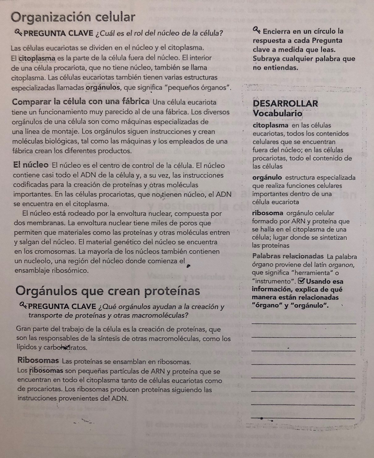 Organización celular
PREGUNTA CLAVE ¿Cuál es el rol del núcleo de la célula?  Encierra en un círculo la
respuesta a cada Pregunta
Las células eucariotas se dividen en el núcleo y el citoplasma. clave a medida que leas.
El citoplasma es la parte de la célula fuera del núcleo. El interior Subraya cualquier palabra que
de una célula procariota, que no tiene núcleo, también se llama no entiendas.
citoplasma. Las células eucariotas también tienen varias estructuras
especializadas llamadas orgánulos, que significa "pequeños órganos".
Comparar la célula con una fábrica Una célula eucariota DESARROLLAR
tiene un funcionamiento muy parecido al de una fábrica. Los diversos Vocabulario
orgánulos de una célula son como máquinas especializadas de
citoplasma en las células
una línea de montaje. Los orgánulos siguen instrucciones y crean eucariotas, todos los contenidos
moléculas biológicas, tal como las máquinas y los empleados de una celulares que se encuentran
fábrica crean los diferentes productos. fuera del núcleo; en las células
procariotas, todo el contenido de
El núcleo El núcleo es el centro de control de la célula. El núcleo las células
contiene casi todo el ADN de la célula y, a su vez, las instrucciones orgánulo estructura especializada
codificadas para la creación de proteínas y otras moléculas que realiza funciones celulares
importantes. En las células procariotas, que no tienen núcleo, el ADN importantes dentro de una
se encuentra en el citoplasma.
célula eucariota
El núcleo está rodeado por la envoltura nuclear, compuesta por ribosoma orgánulo celular
dos membranas. La envoltura nuclear tiene miles de poros que formado por ARN y proteína que
se halla en el citoplasma de una
permiten que materiales como las proteínas y otras moléculas entren célula; lugar donde se sintetizan
y salgan del núcleo. El material genético del núcleo se encuentra
las proteínas
en los cromosomas. La mayoría de los núcleos también contienen Palabras relacionadas La palabra
un nucleolo, una región del núcleo donde comienza el órgano proviene del latín organon,
ensamblaje ribosómico. que significa “herramienta” o
"instrumento". & Usando esa
Orgánulos que crean proteínas
información, explica de qué
manera están relacionadas
PREGUNTA CLAVE ¿Qué orgánulos ayudan a la creación y "órgano" y "orgánulo".
_
transporte de proteínas y otras macromoléculas?
_
Gran parte del trabajo de la célula es la creación de proteínas, que
son las responsables de la síntesis de otras macromoléculas, como los
lípidos y carbohidratos.
_
Ribosomas Las proteínas se ensamblan en ribosomas._
_
Los ribosomas son pequeñas partículas de ARN y proteína que se
encuentran en todo el citoplasma tanto de células eucariotas como
de procariotas. Los ribosomas producen proteínas siguiendo las_
_
instrucciones provenientes del ADN.
_