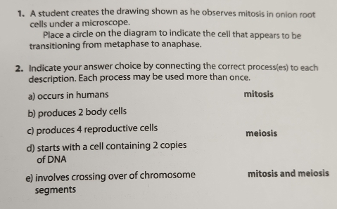 A student creates the drawing shown as he observes mitosis in onion root
cells under a microscope.
Place a circle on the diagram to indicate the cell that appears to be
transitioning from metaphase to anaphase.
2. Indicate your answer choice by connecting the correct process(es) to each
description. Each process may be used more than once.
a) occurs in humans mitosis
b) produces 2 body cells
c) produces 4 reproductive cells meiosis
d) starts with a cell containing 2 copies
of DNA
e) involves crossing over of chromosome mitosis and meiosis
segments