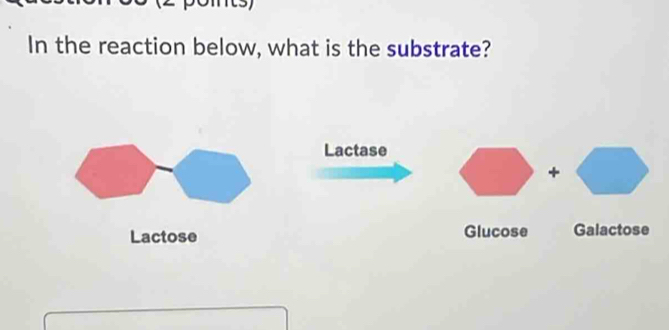 In the reaction below, what is the substrate?
Lactase
+
Lactose Glucose Galactose