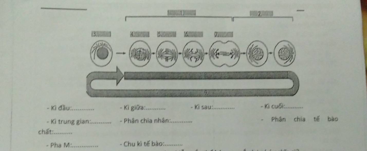 Kì đầu:_ - Kì giữa:_ - Kì sau:_ - Kì cuối:_ 
- Kì trung gian:_ - Phân chia nhân:_ Phân chia tế bào 
chất:_ 
- Pha M:_ - Chu kì tế bào:_