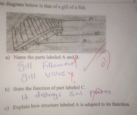 he diagram below is that of a gill of a fish. 
a) Name the parts labeled A and B. 
b) State the function of part labeled C. 
c) Explain how structure labeled A is adapted to its function.