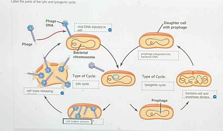 Label the parts of the lytic and lysogenic cycle.