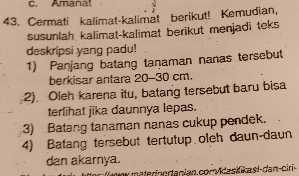 Amanat 
43. Cermati kalimat-kalimat berikut! Kemudian, 
susunlah kalimat-kalimat berikut menjadi teks 
deskripsi yang padu! 
1) Panjang batang tanaman nanas tersebut 
berkisar antara 20 - 30 cm. 
2). Oleh karena itu, batang tersebut baru bisa 
terlihat jika daunnya lepas. 
3) Batang tanaman nanas cukup pendek. 
4) Batang tersebut tertutup oleh daun-daun 
dan akarnya. 
n w tern ertanian.com/klasifikasi-dan-ciri-