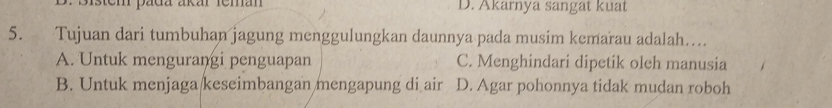 Isten páda ákár feman D. Akarnya sangät kuat
5. Tujuan dari tumbuhan jagung menggulungkan daunnya pada musim kemarau adalah…...
A. Untuk mengurangi penguapan C. Menghindari dipetik oleh manusia
B. Untuk menjaga keseimbangan mengapung di air D. Agar pohonnya tidak mudan roboh