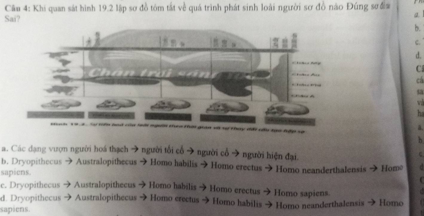 Khi quan sát hình 19.2 lập sơ đồ tóm tắt về quá trình phát sinh loài người sơ đồ nào Đúng sơ đa I
Sai?
a.
b.
C.
d.
C
cá
sa
và
ha
a.
b
a. Các dạng vượn người hoá thạch người tối cổ - * người cổ → người hiện đại.
C
b. Dryopithecus Australopithecus Homo habilis → Homo erectus Homo neanderthalensis Homo d
sapiens.
c. Dryopithecus Australopithecus Homo habilis Homo erectus Homo sapiens.
a
d. Dryopithecus Australopithecus Homo crectus - Homo habilis Homo neanderthalensis Homo
sapiens.