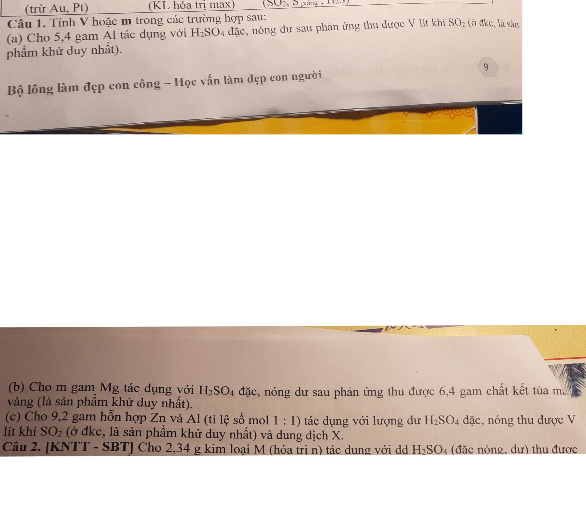 (trừ Au, Pt) (KL hóa trị max) O2,_2 S vàng 9 1123 
Câu 1. Tính V hoặc m trong các trường hợp sau: 
(a) Cho 5, 4 gam Al tác dụng với H_2SO_4 đặc, nóng dư sau phản ứng thu được V lít khí SO_2 (ở đkc, là sản 
phẩm khử duy nhất). 
Bộ lông làm đẹp con công - Học vấn làm đẹp con người 9
(b) Cho m gam Mg tác dụng với H_2SO_4 đặc, nóng dư sau phản ứng thu được 6,4 gam chất kết tủa ma 
vàng (là sản phầm khử duy nhất). 
(c) Cho 9, 2 gam hỗn hợp Zn và Al (tỉ lệ số mol 1:1) tác dụng với lượng dư H_2SO_4 đặc, nóng thu được V 
lít khí SO_2 (ở đkc, là sản phầm khử duy nhất) và dung dịch X. 
Câu 2. [KNTT - SBT] Cho 2,34 g kim loại M (hóa trị n) tác dung với dd H_2SO_4 (đặc nóng, dư) thu được