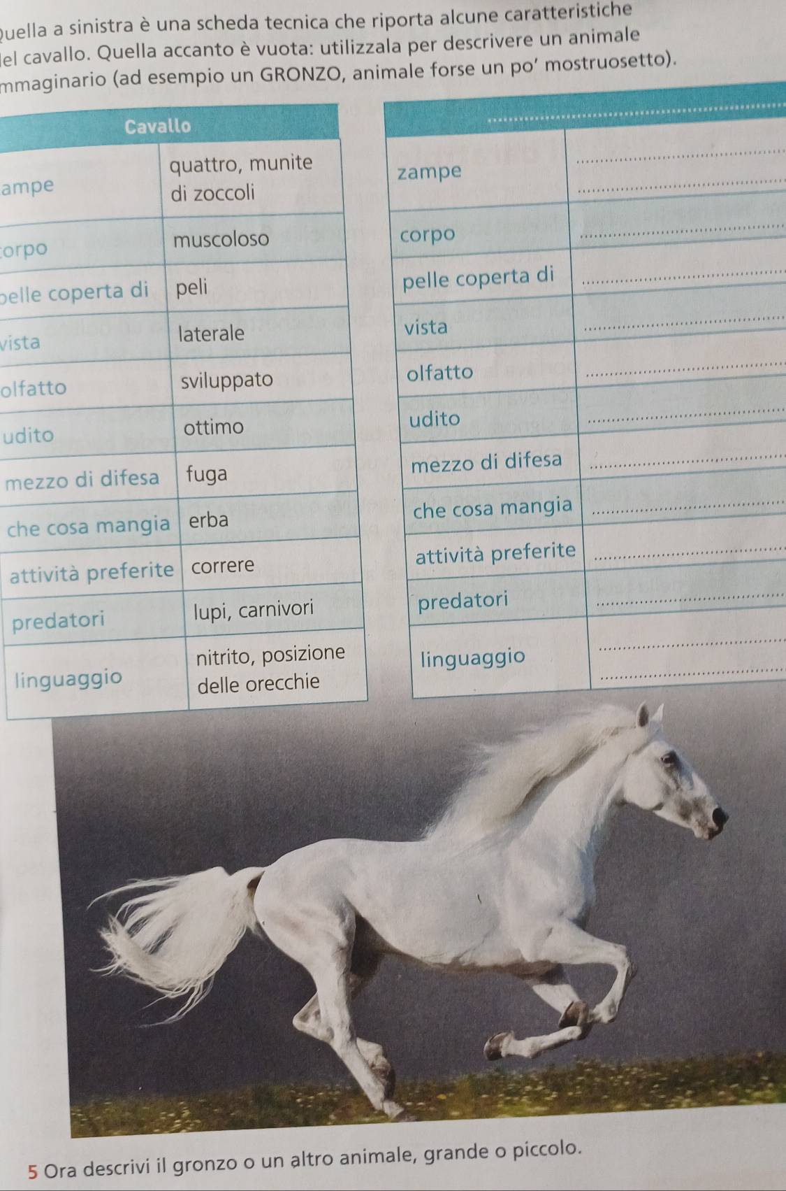 Quella a sinistra è una scheda tecnica che riporta alcune caratteristiche 
el cavallo. Quella accanto è vuota: utilizzala per descrivere un animale 
mmainario (ad esempio un GRONZO, ani’ mostruosetto). 
_ 
amp 
orp 
bell 
vist 
olfa 
udi 
me 
che 
att 
pr 
lin 
5 Ora descrivi il gronzo o un altro animale, grande o piccolo.